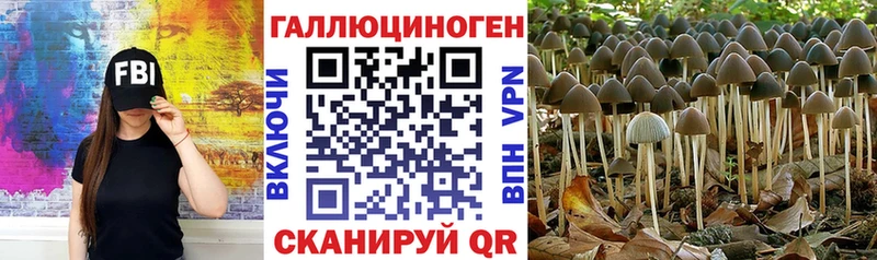 где купить наркотик Котельнич Галлюциногенные грибы Psilocybe